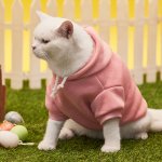 Pet Apparel & Accessories